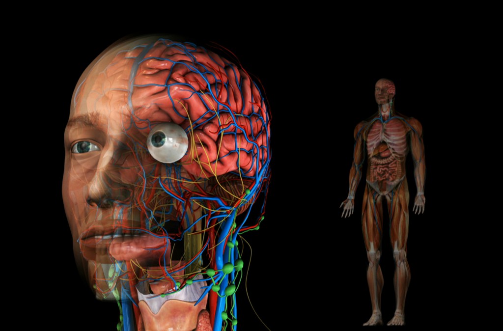 Diabetes Anatomy