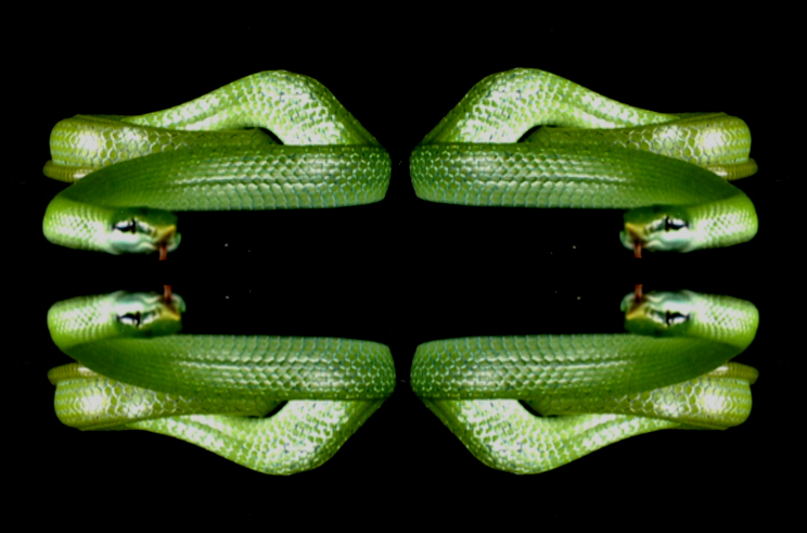 4 snakes in a frame